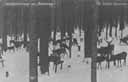 Jelen stdo v Boubnskm pralese  r.1930