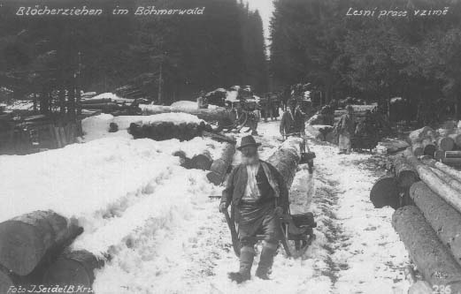 Svážení dřeva na saních r.1925