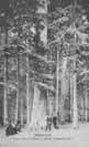 Velk jedle u Debrnku  r.1907